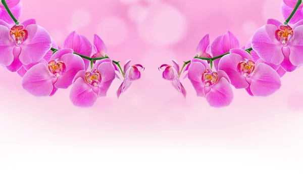 Mooie orchid en vervagen bokeh — Stockfoto