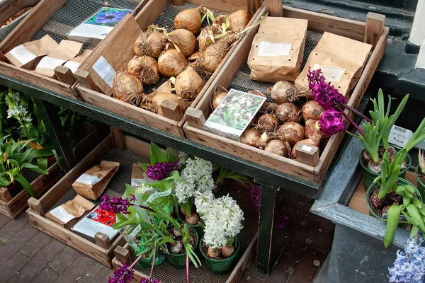 Bulbos de tulipanes y flores en el mercado —  Fotos de Stock