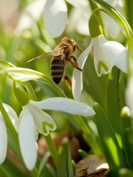 Λευκόιο και μέλισσα - μακροεντολή — Φωτογραφία Αρχείου