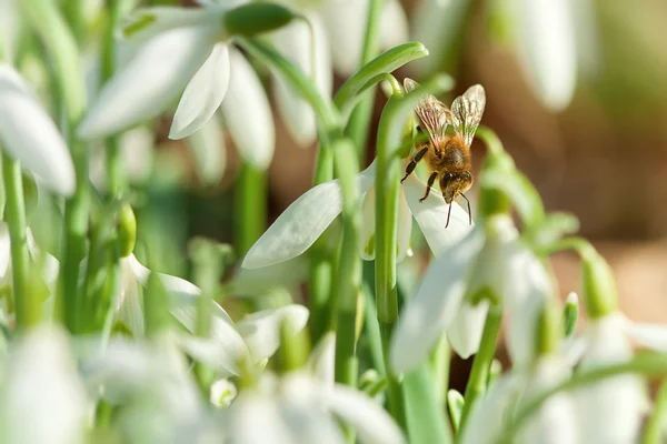 Snowdrop and bee - macro — Stock Photo, Image