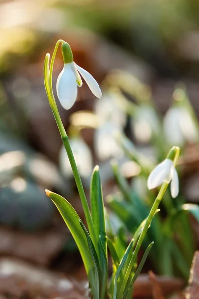 Снежный цветок в утренней росе, мягкий фокус — стоковое фото