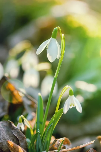 Snowdrop flower in morning dew, soft focus — Stock Photo, Image