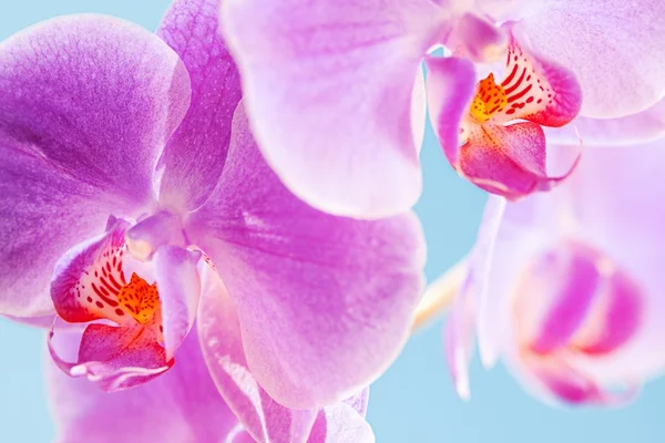 Orquídea rosa - macro — Fotografia de Stock
