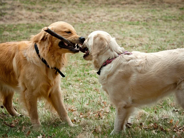 stock image Golden retriever puppy