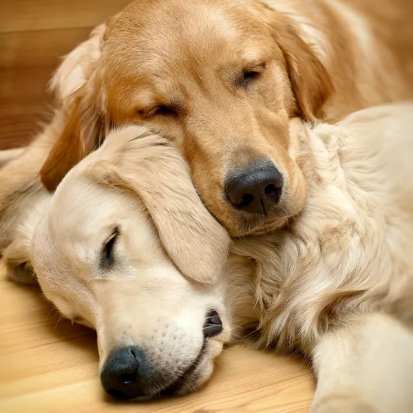 Вид на двох собак, що лежать — стокове фото