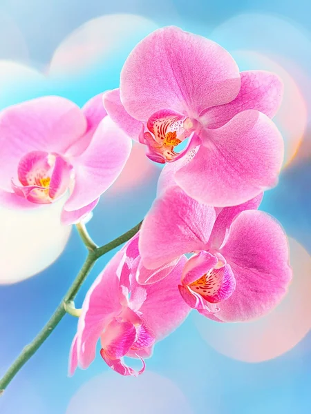 Růžová orchidej — Stock fotografie