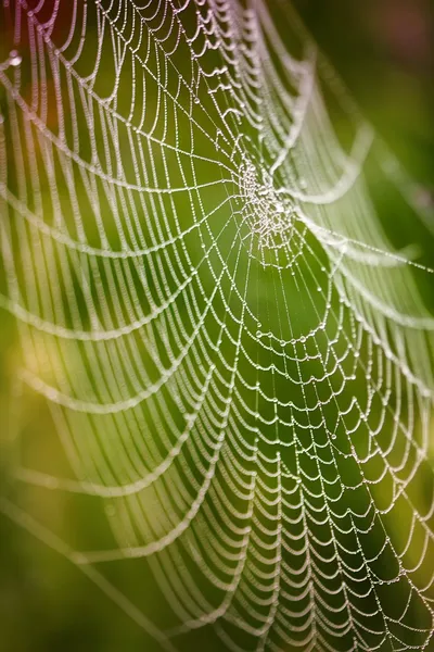 Krásný detail pavučiny — Stock fotografie