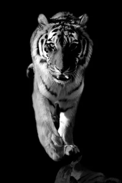Vild tiger — Stockfoto