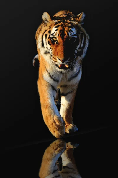 Tiger auf schwarz — Stockfoto