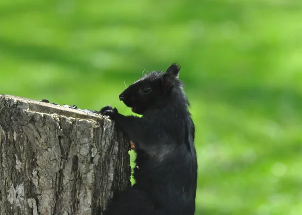 Grauhörnchen — Stockfoto