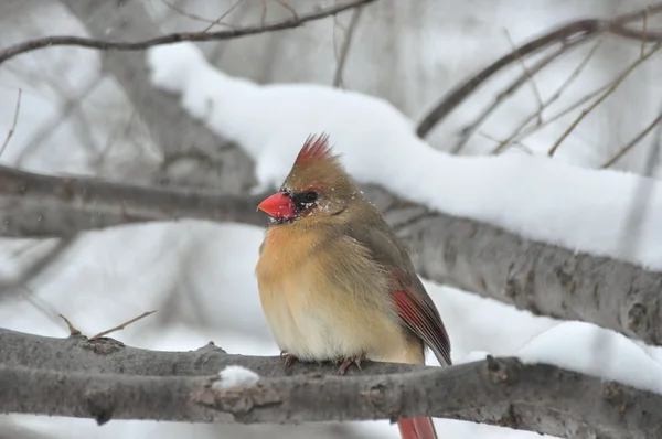 Northern Cardinal,Female — Stock Photo, Image