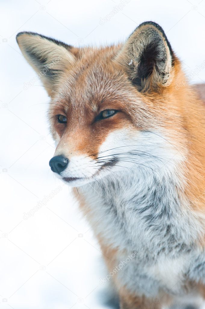 Red fox (lat. vulpes vulpes)