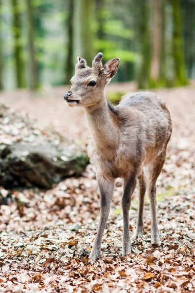 Bonito jovem sika cervo fawn — Fotografia de Stock