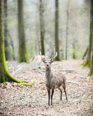 Young male sika deer clipart