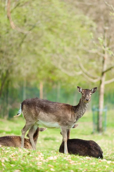 Fallow Deer — Stock Photo, Image