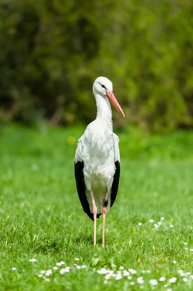 Vit stork — Stockfoto
