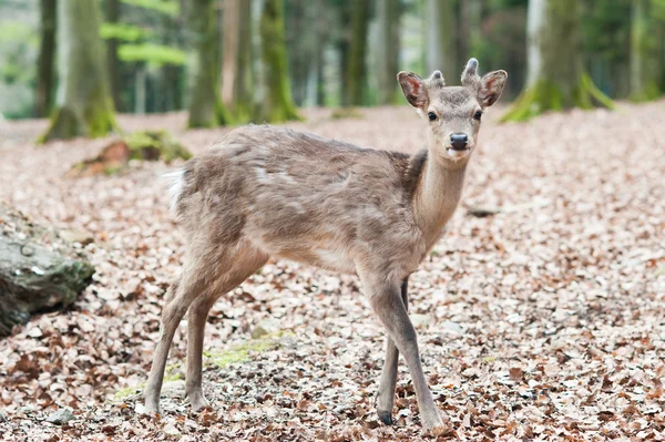 Cute young sika deer fawn — Stock Photo, Image