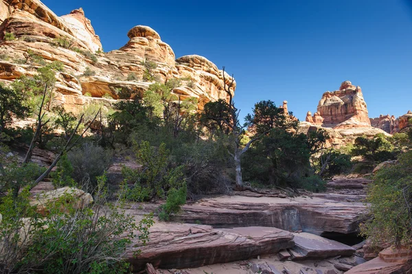 Aghi nel Parco Nazionale del Canyonlands — Foto Stock