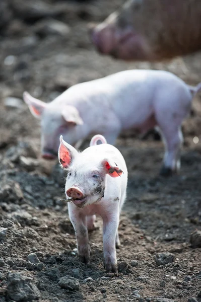 Glückliches Babyschwein — Stockfoto