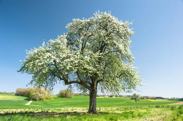 Virágzó fa — Stock Fotó