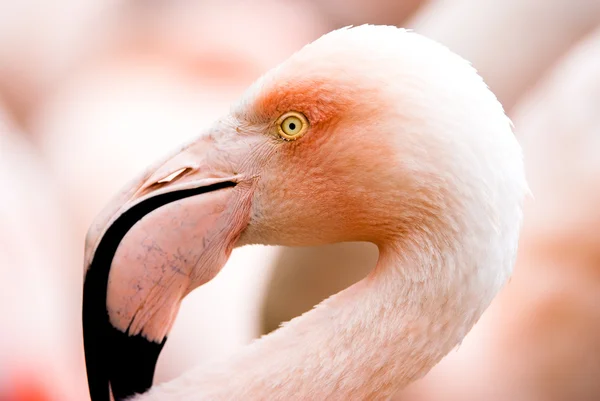 Flamingo Stockbild