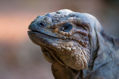 chuckwalla