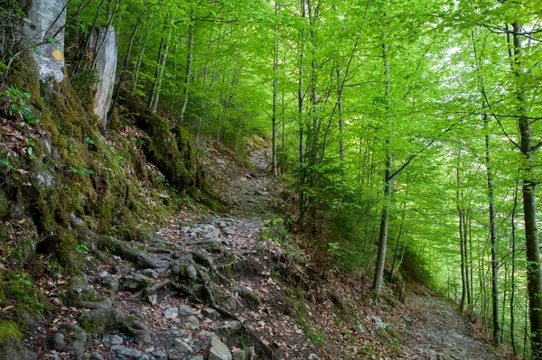 Hiking trail — Stock Photo, Image