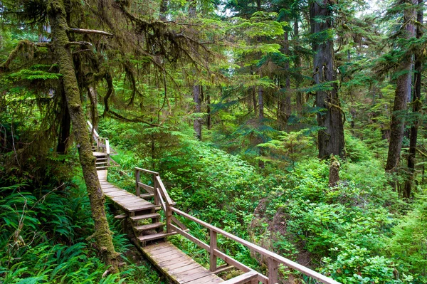 Trilha florestal na ilha de Vancouver — Fotografia de Stock