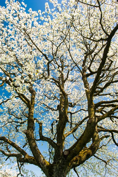 Corona de árbol floreciente —  Fotos de Stock