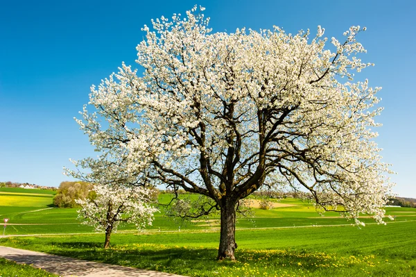 Blossoming trees in spring — Stock Photo, Image