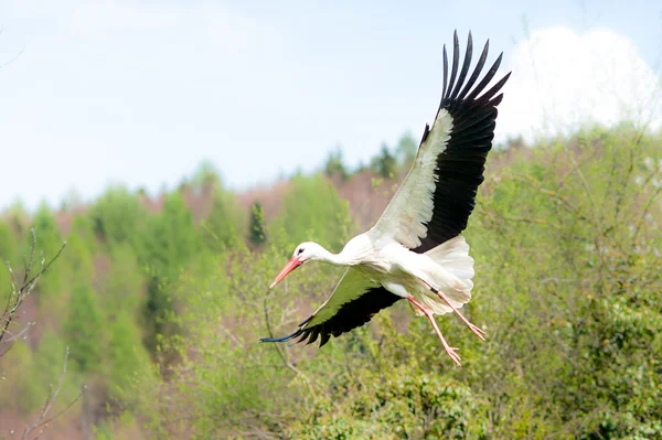 Flygande vit stork — Stockfoto