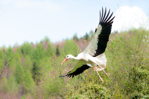 Flying white stork
