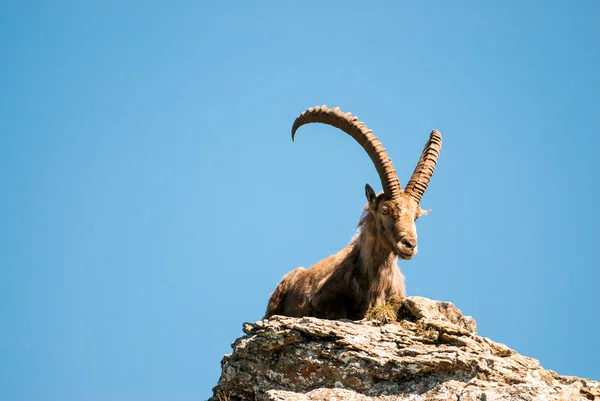 男性の高山の ibex ストック画像