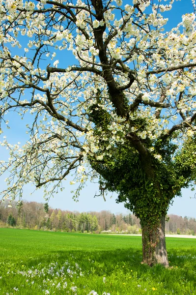 봄에서 꽃이 만발한 나무 — 스톡 사진