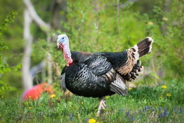 Turkey (lat. meleagris gallopavo) clipart