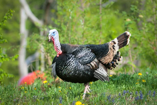 Turquia (lat. meleagris gallopavo ) Fotografias De Stock Royalty-Free