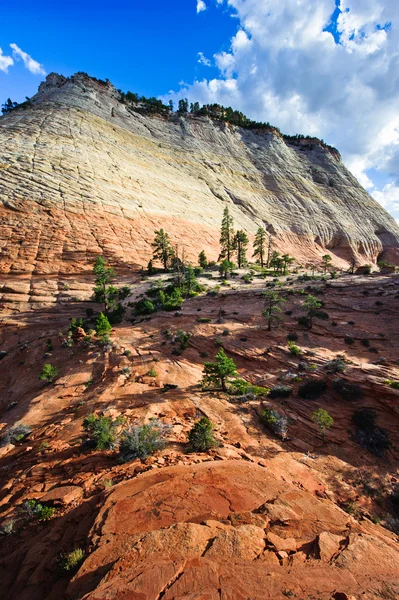 Sandstone cliff in Zion national park — Stock Photo, Image