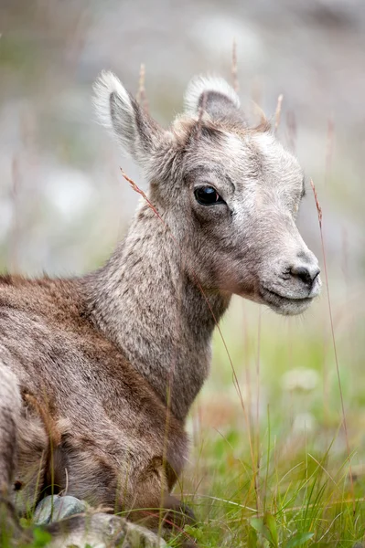 Owiec bighorn młodych — Zdjęcie stockowe