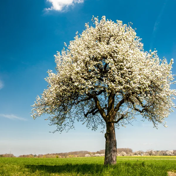 Na jaře Kvetoucí strom — Stock fotografie