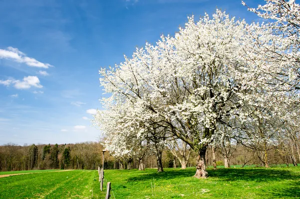 Virágzó fái — Stock Fotó