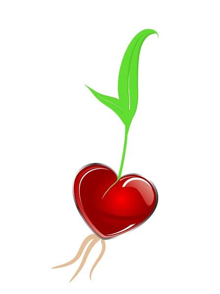Plante cardiaque — Image vectorielle