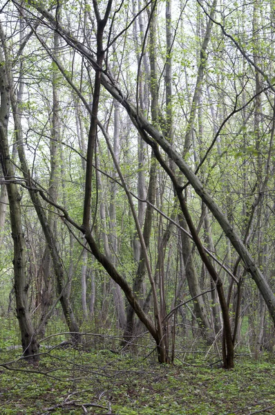 Voorjaarsbos — Stockfoto