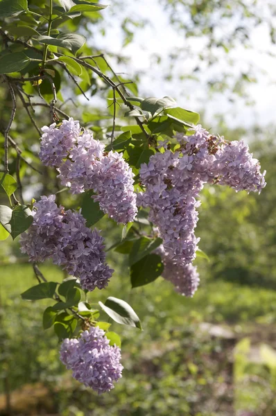 Lilac bush Royalty Free Stock Images