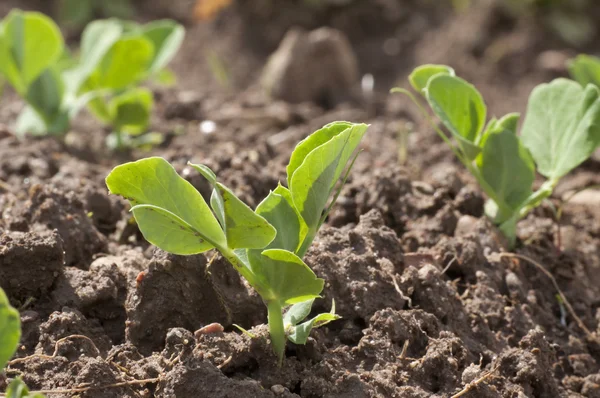 Erwt planten — Stockfoto