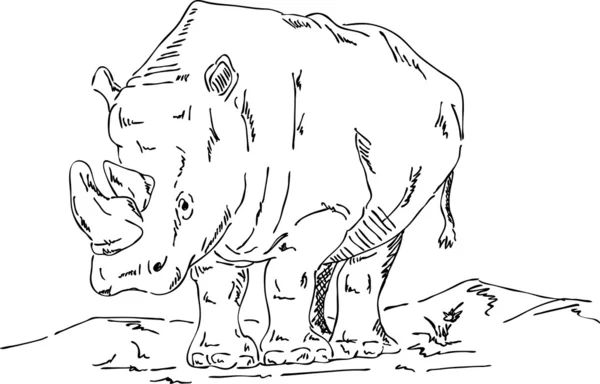 Grote rhino — Stockfoto