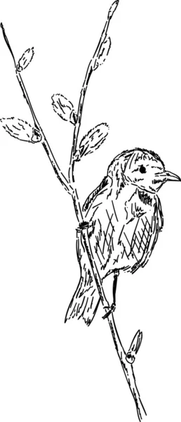 Птица на ветке — стоковое фото