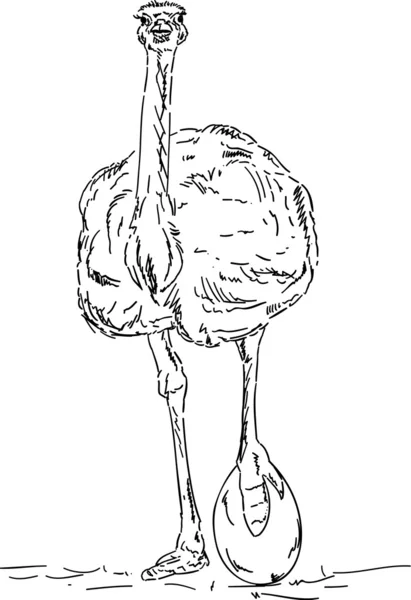 Struisvogel met ei — Stockfoto