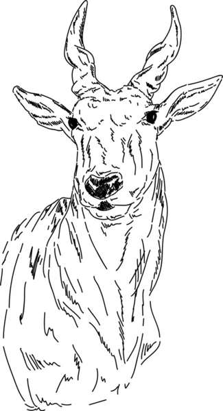 Retrato impala — Fotografia de Stock