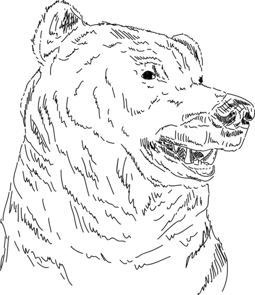 Niedźwiedź Grizzly — Zdjęcie stockowe