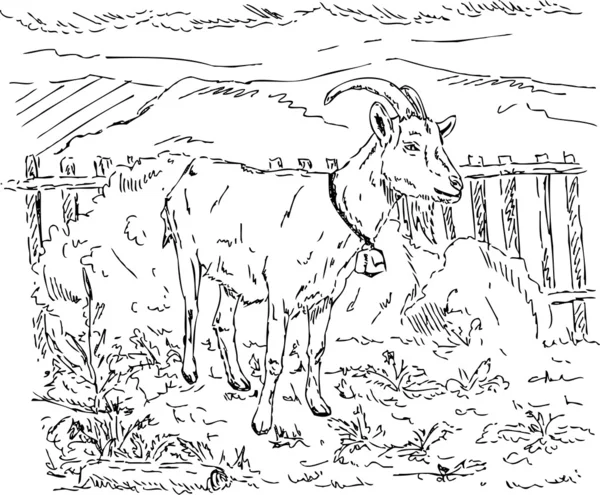 Koza v zahradě — Stock fotografie